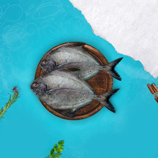 Black Pomfret - Small [TN]